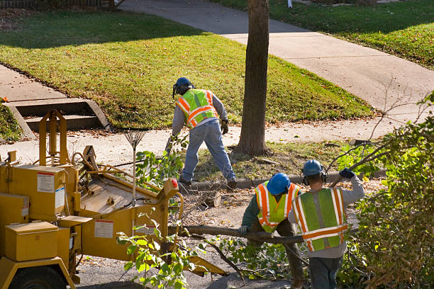 The Steps Involved in Our Tree Care Process in New Wilmington, PA